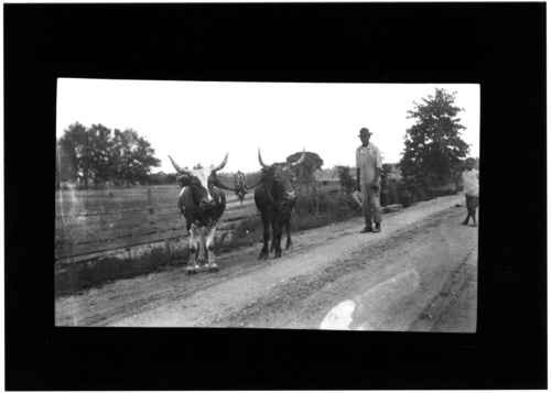 "Unidentified African American man holds chain to yoked team of two large oxen." Call Number: PI/1995.0001, No. 17 (MDAH Collection)